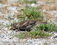 Moineau domestique femelle_7080.jpg